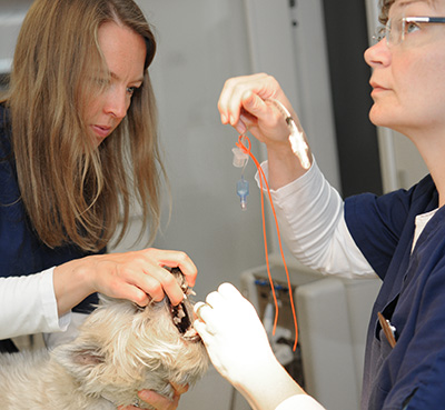 Dyrlægerne behandler både hunde, katte, kaniner, gnavere og fugle på Haderslev Dyrehospital