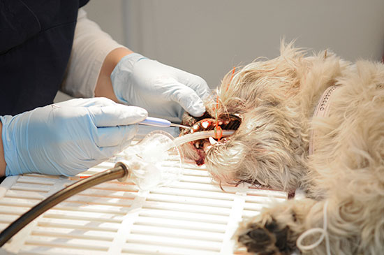 Emuler lommeregner blik Tandbehandling_Hund - Haderslev Dyrehospital